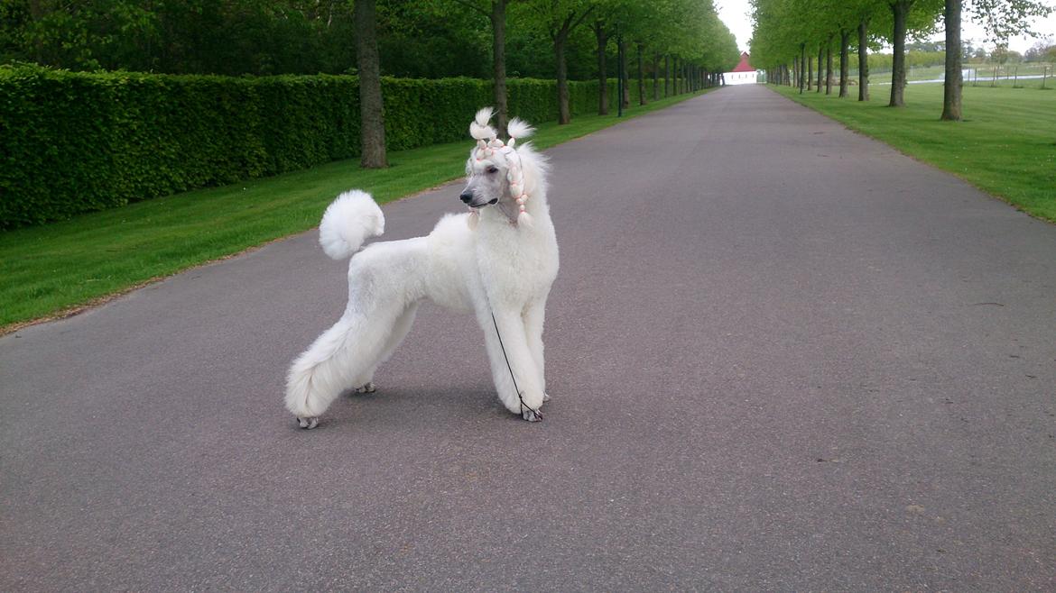 Storpuddel Tula billede 44