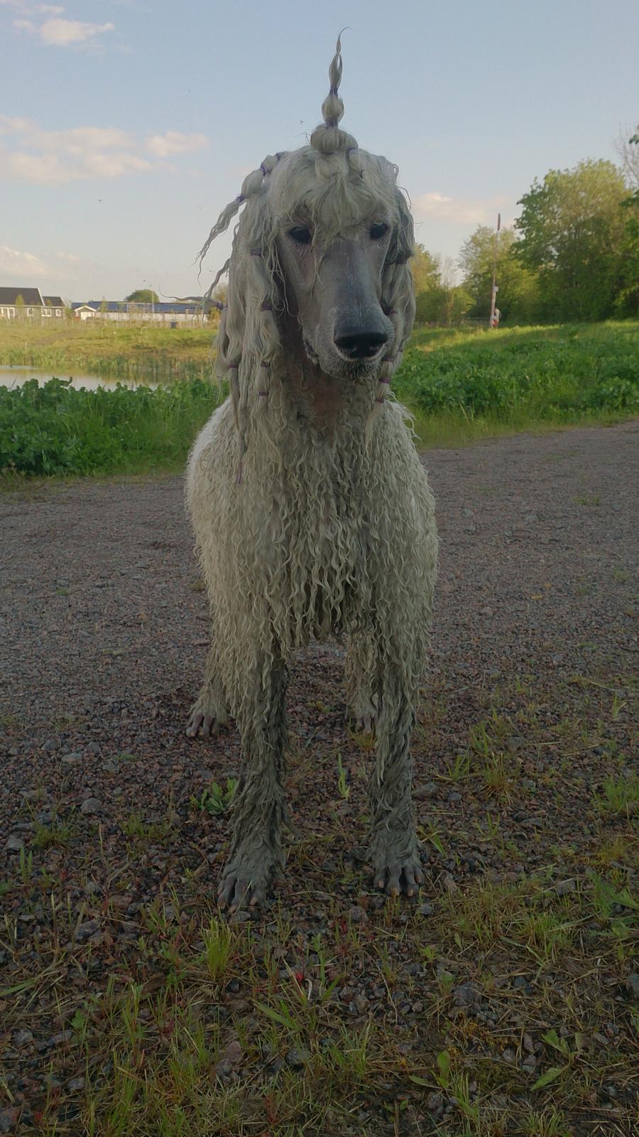 Storpuddel Tula billede 5