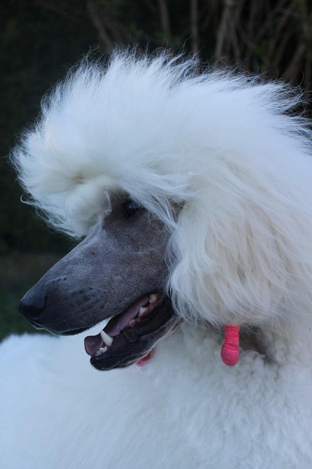 Storpuddel Tula billede 2