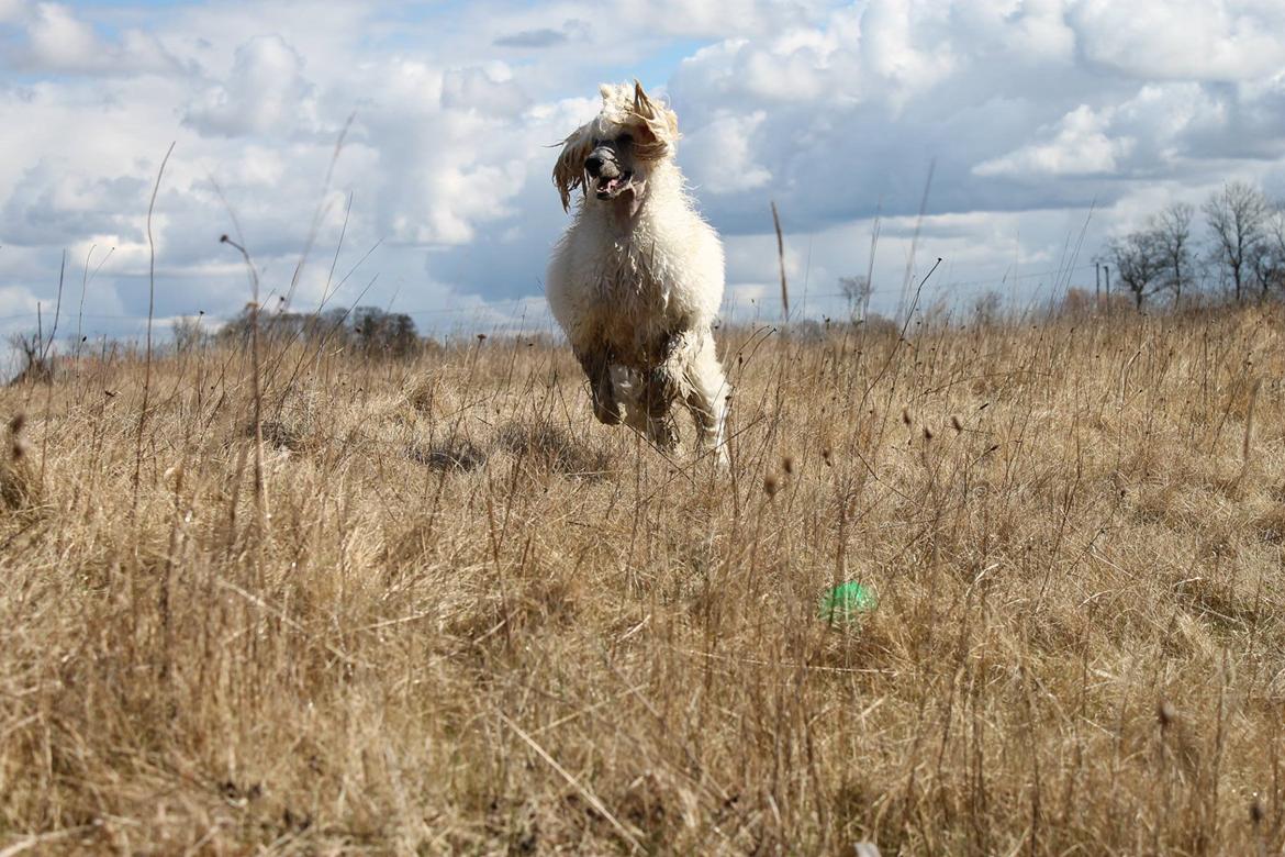 Storpuddel Tula billede 24