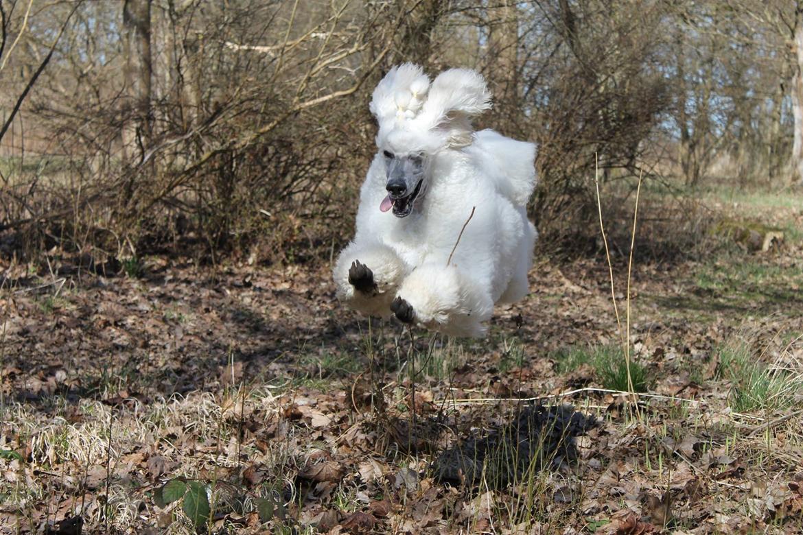 Storpuddel Tula billede 45