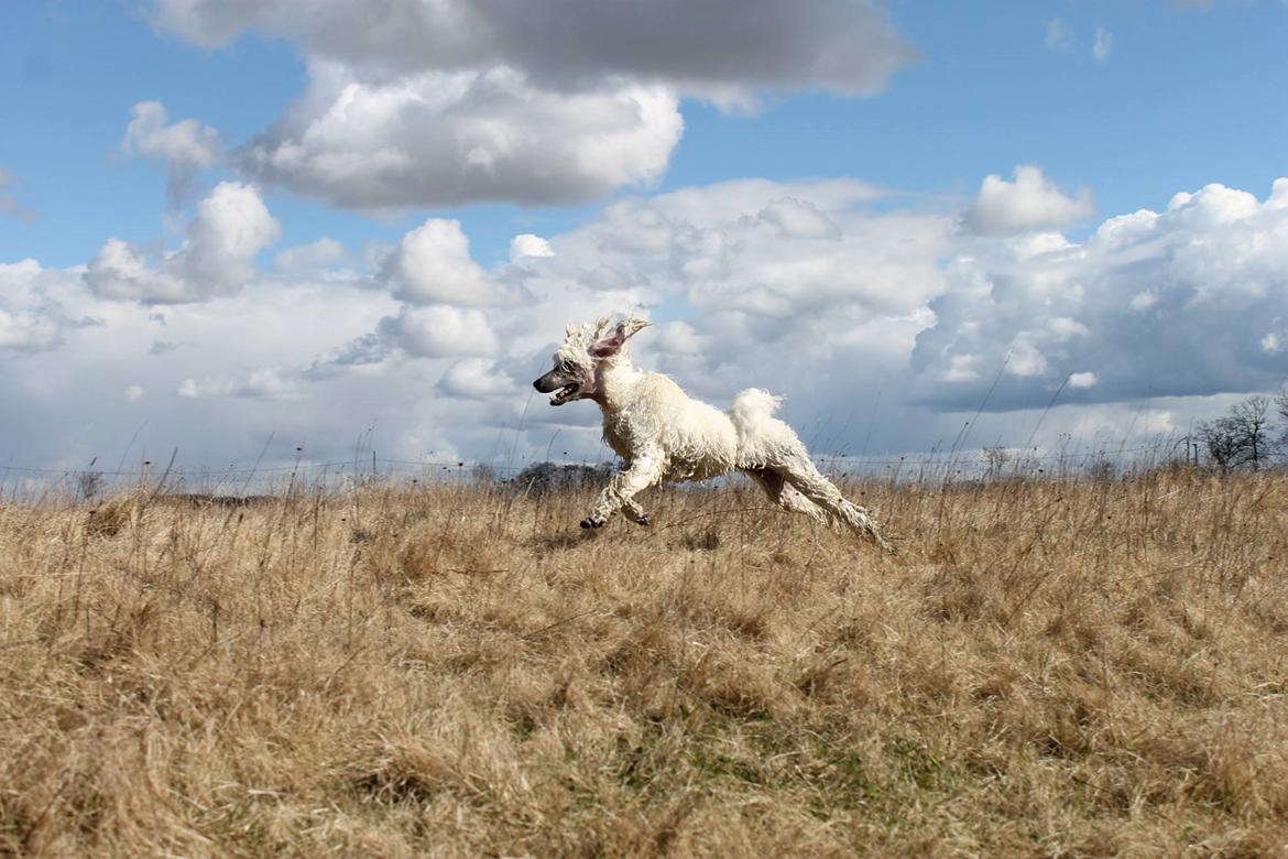 Storpuddel Tula billede 9