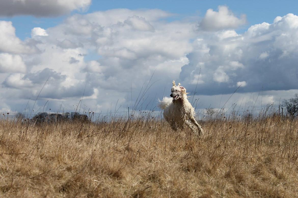 Storpuddel Tula billede 4