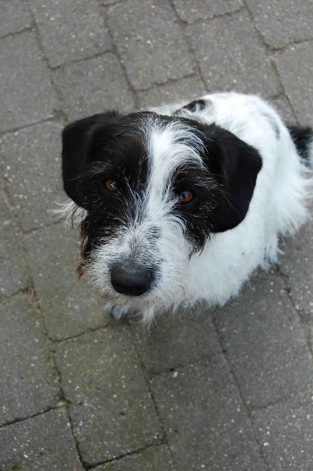 Blanding af racer Maddie billede 35