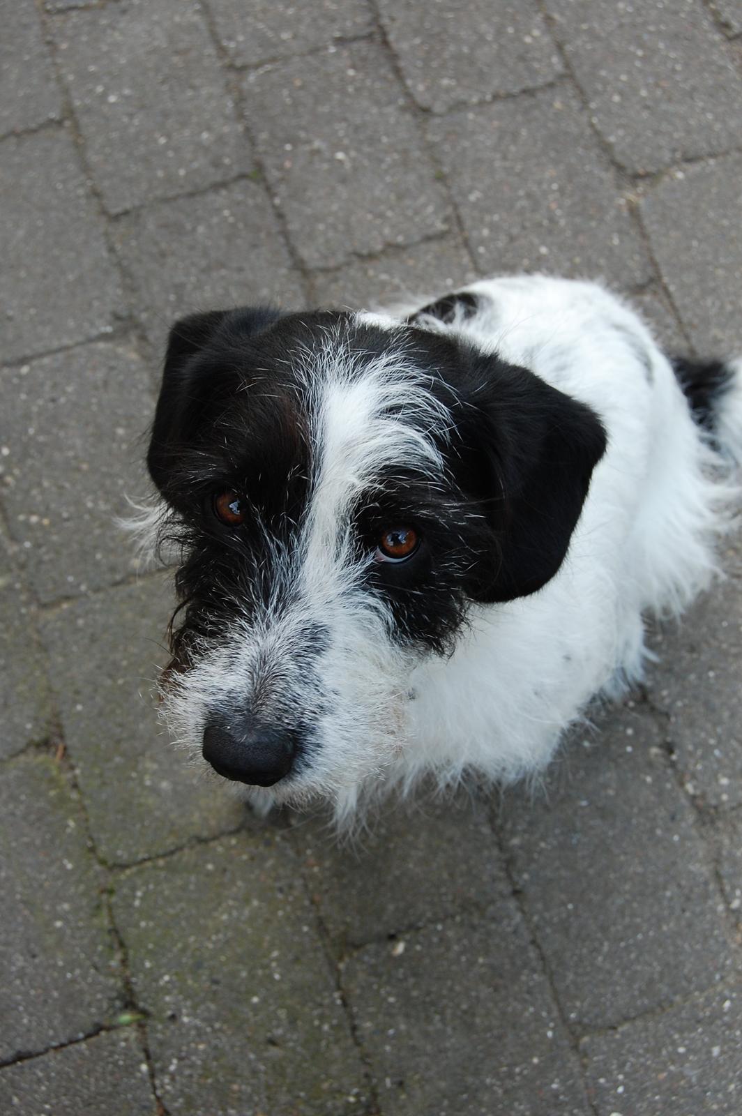 Blanding af racer Maddie billede 34