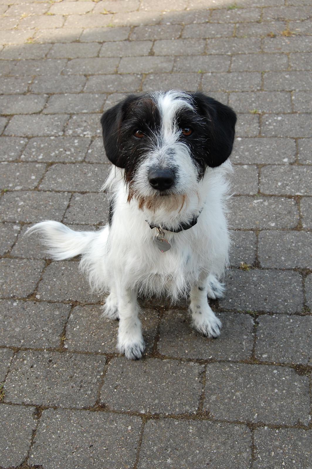 Blanding af racer Maddie billede 2