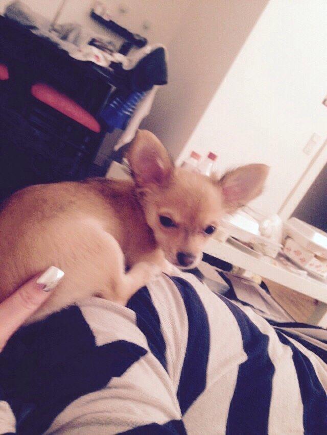 Chihuahua Finni billede 15