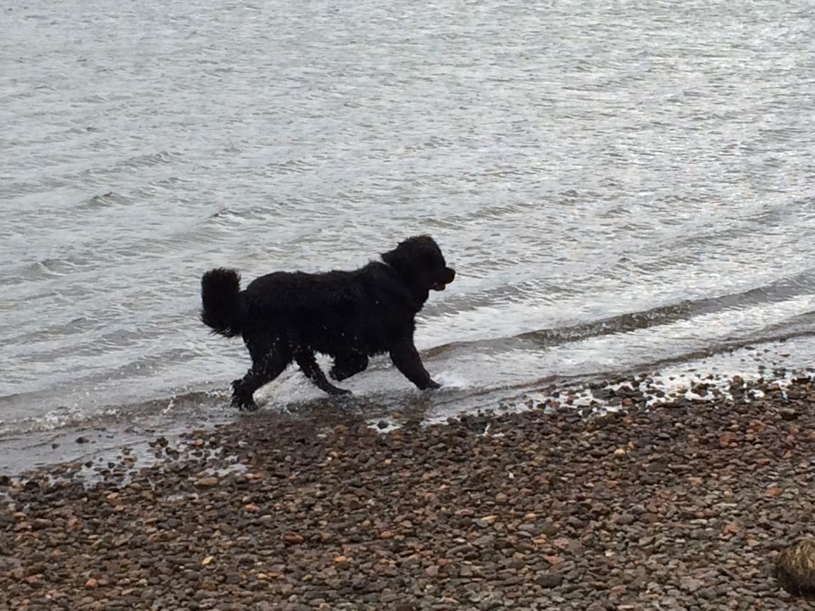 Newfoundlænder Lucas billede 28