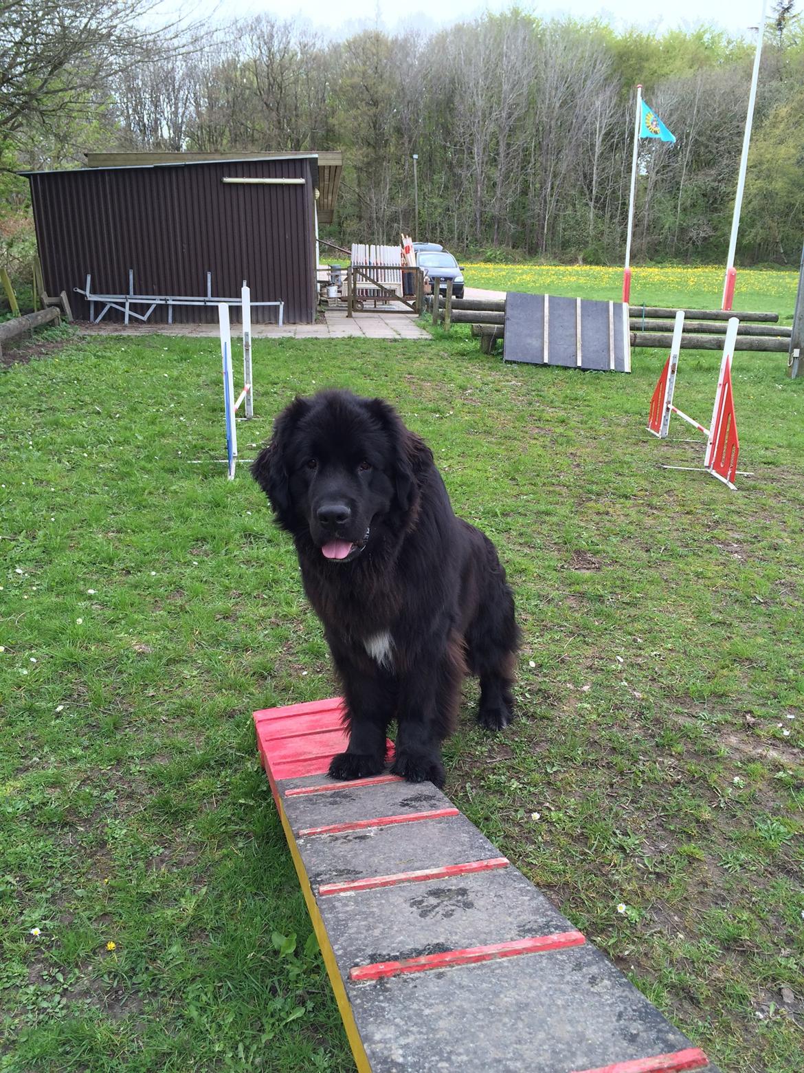 Newfoundlænder Lucas billede 30