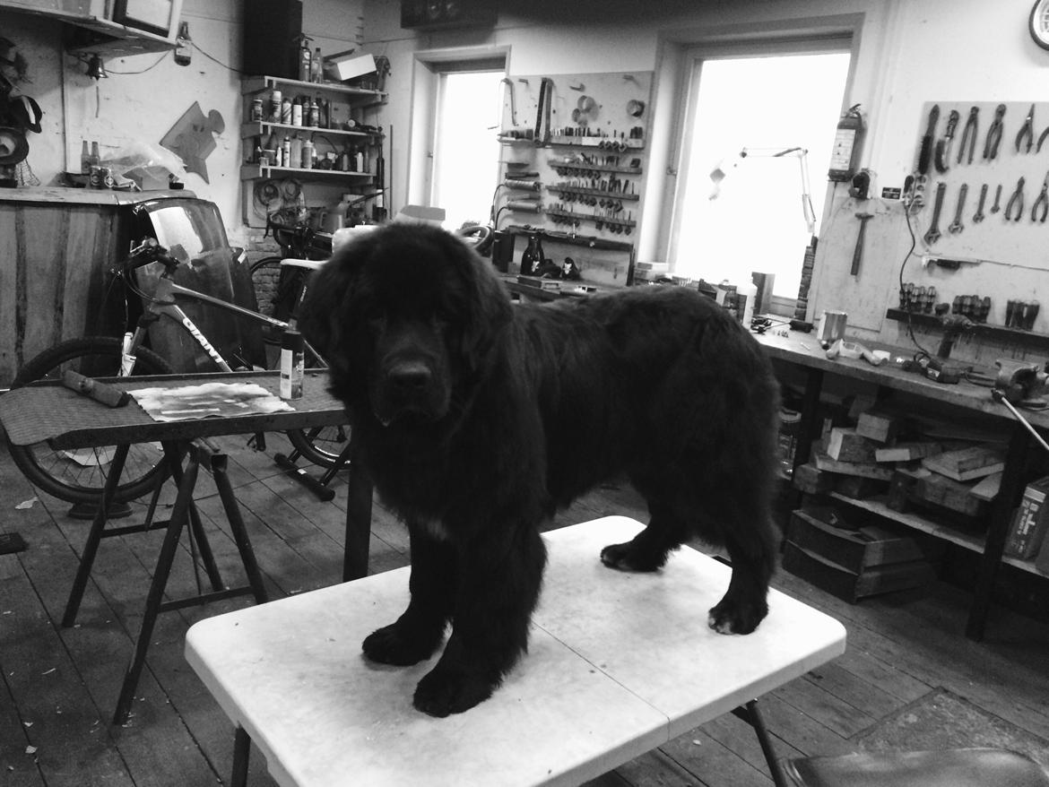 Newfoundlænder Lucas billede 29