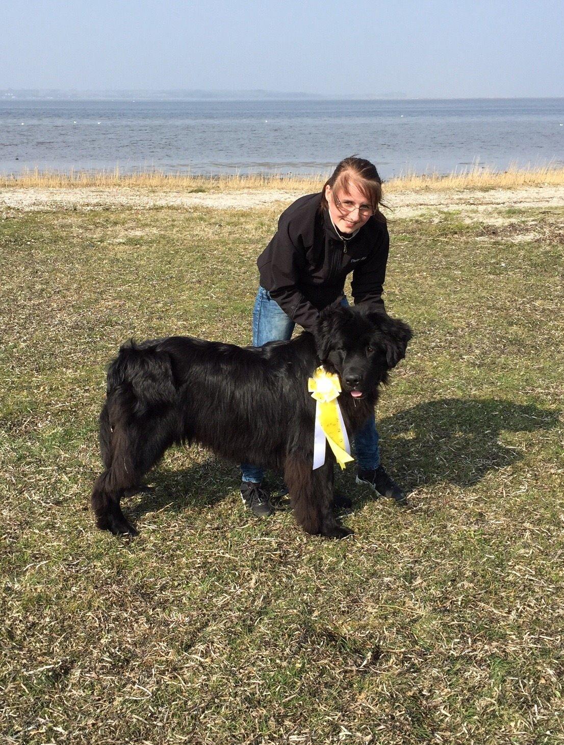 Newfoundlænder Lucas billede 31