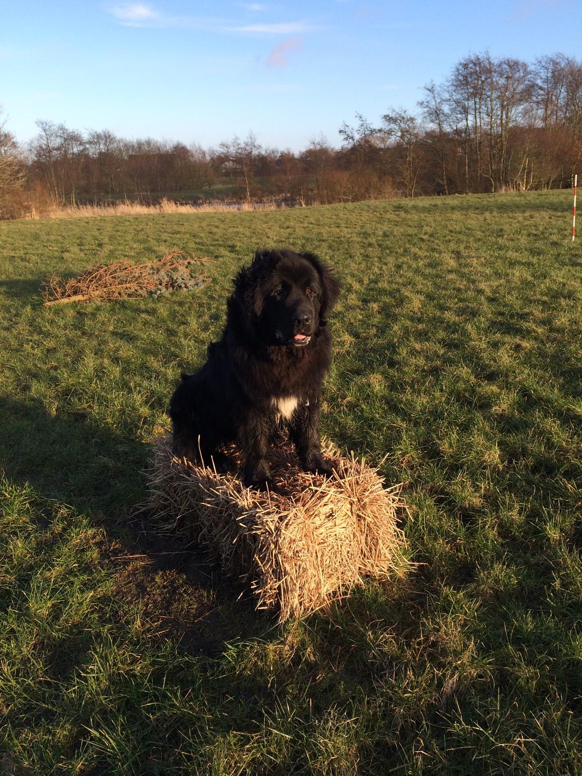 Newfoundlænder Lucas billede 32