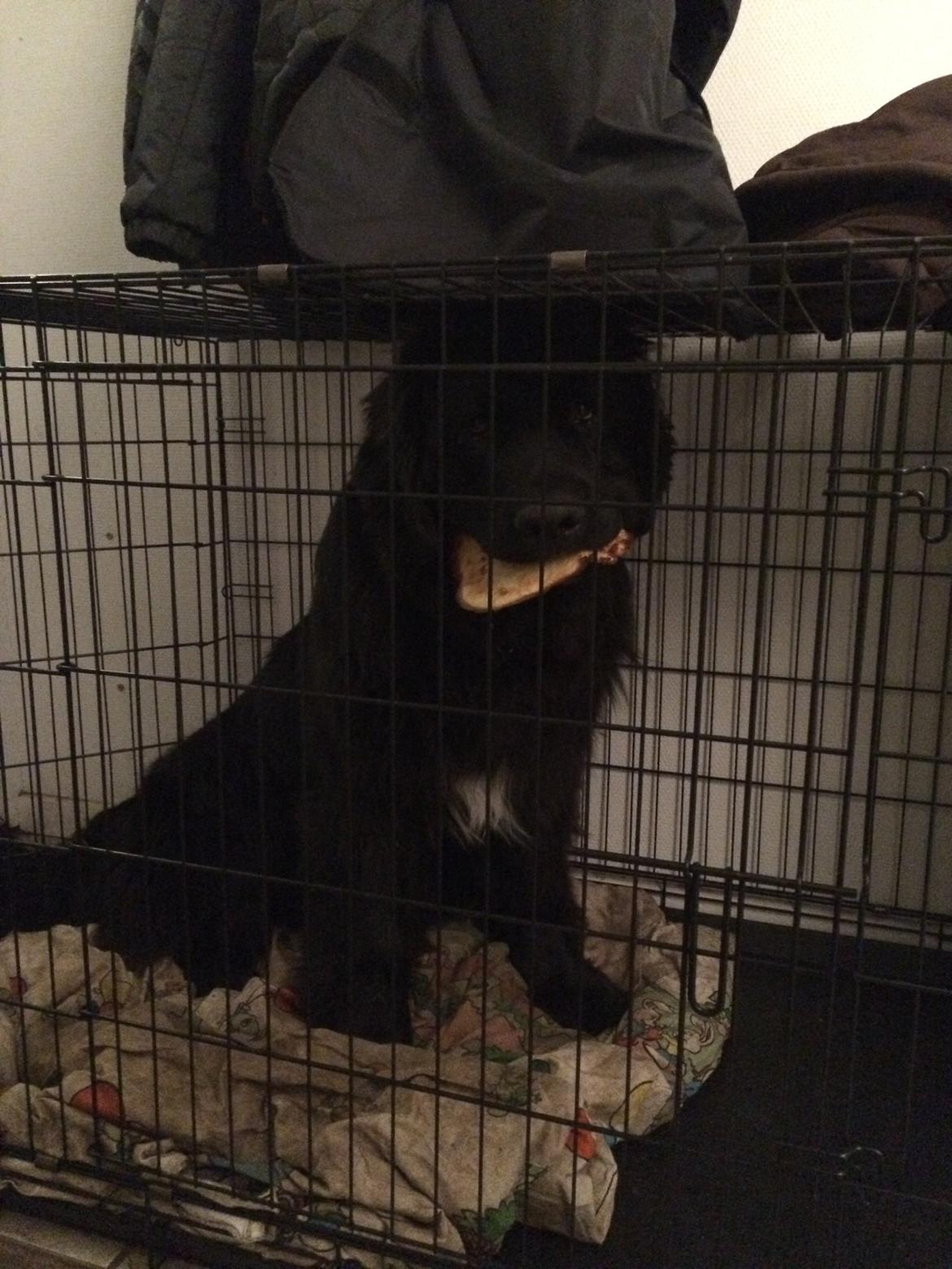 Newfoundlænder Lucas billede 34