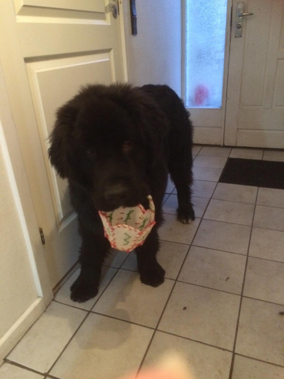 Newfoundlænder Lucas billede 36