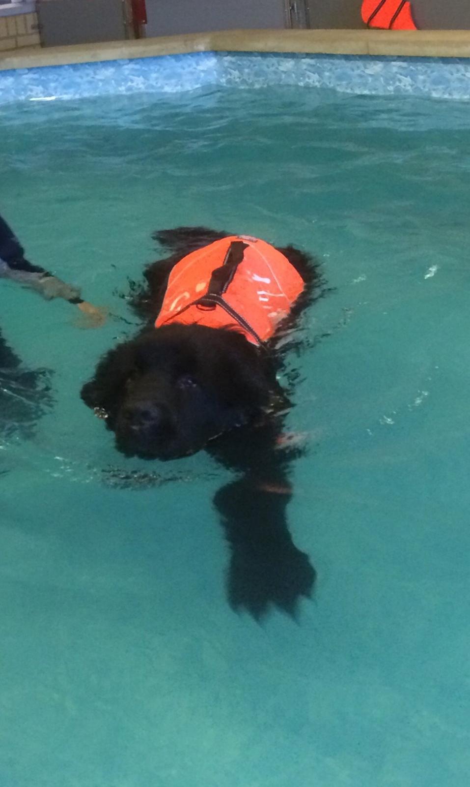 Newfoundlænder Lucas billede 37