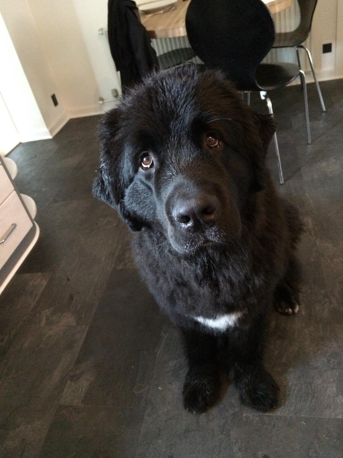 Newfoundlænder Lucas billede 35