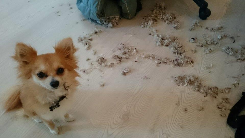 Blanding af racer Simba billede 2