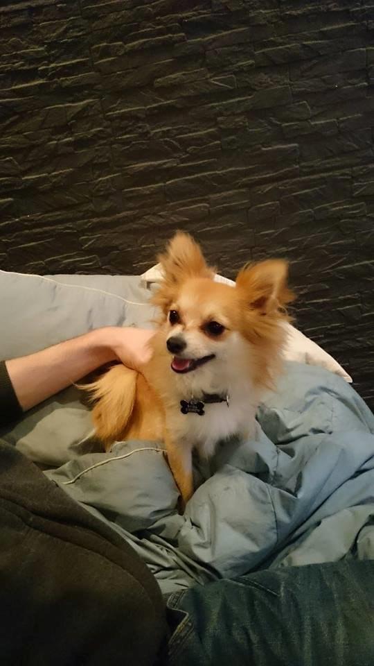 Blanding af racer Simba billede 4