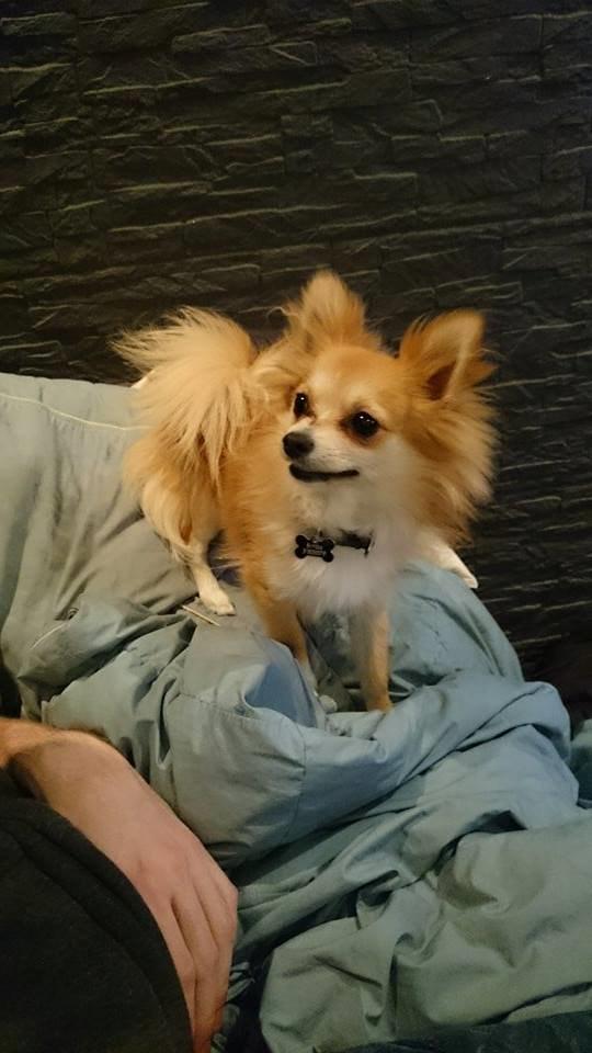 Blanding af racer Simba billede 3