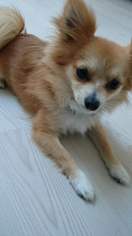 Blanding af racer Simba billede 1