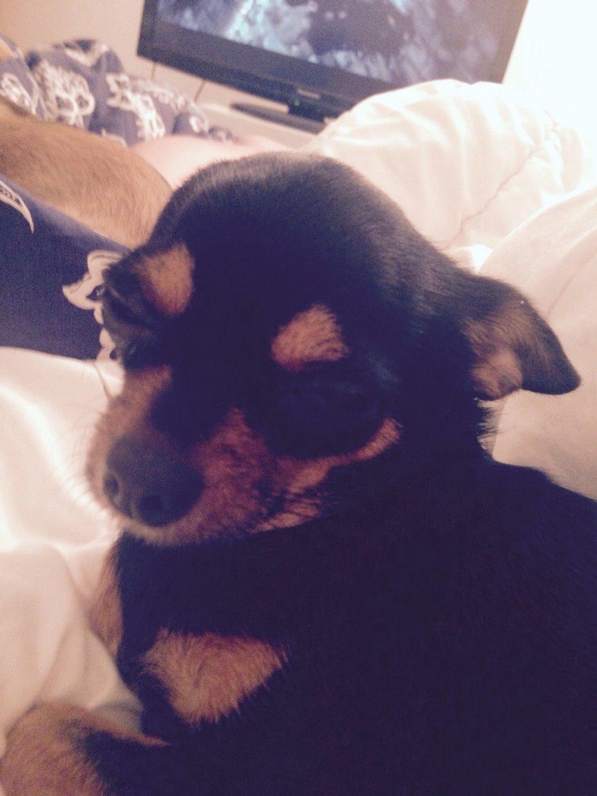 Chihuahua Nela (R.I.P) billede 20