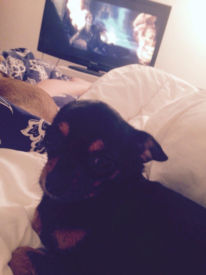 Chihuahua Nela (R.I.P) billede 21