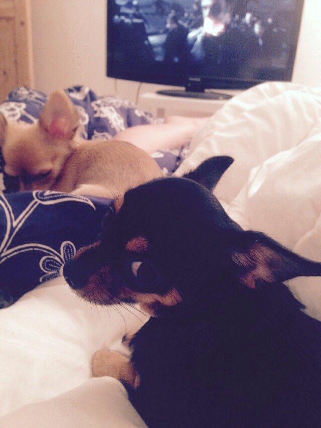 Chihuahua Nela (R.I.P) billede 23