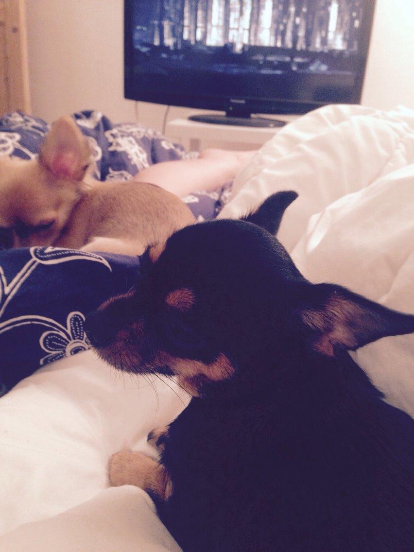 Chihuahua Nela (R.I.P) billede 22