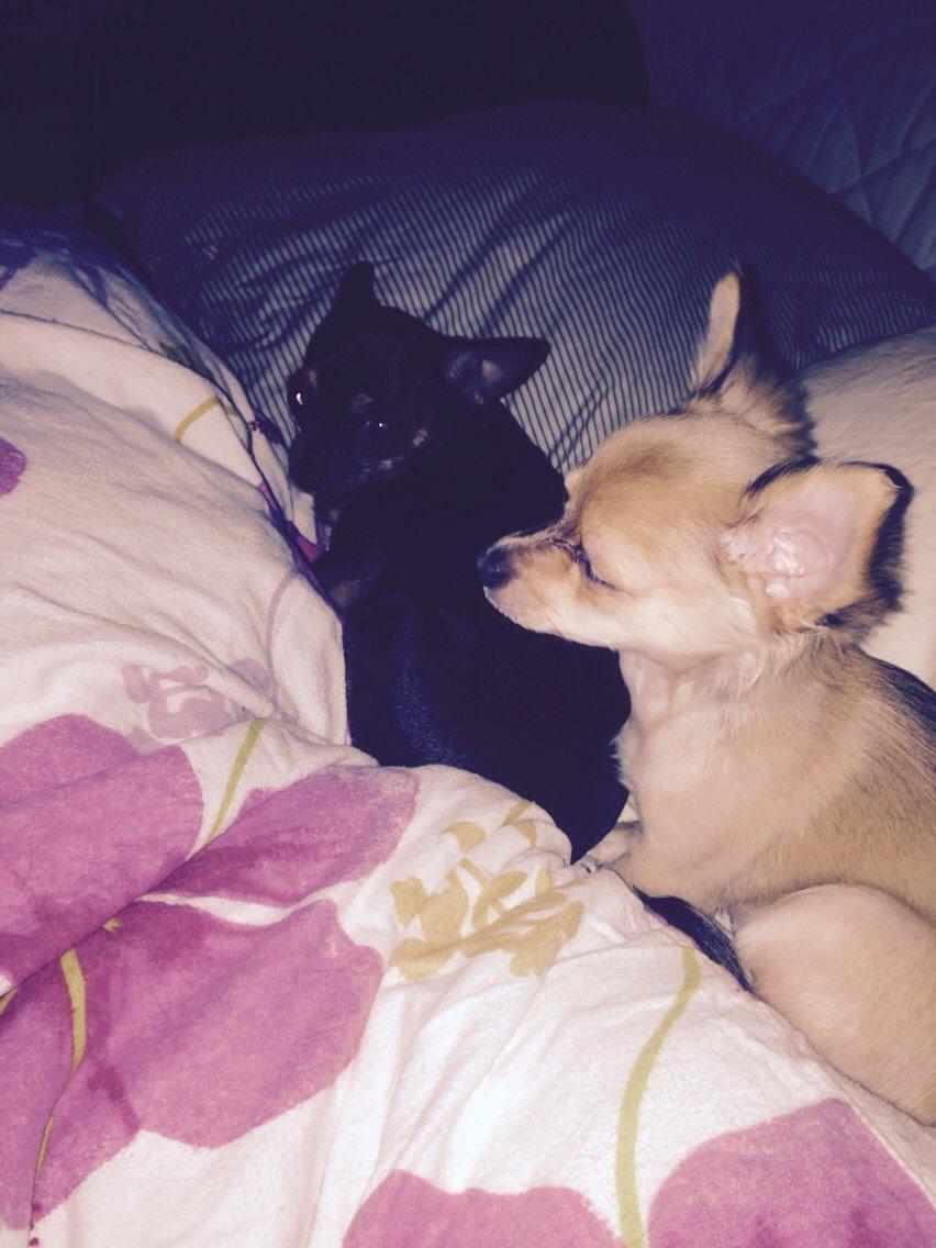 Chihuahua Nela (R.I.P) billede 24