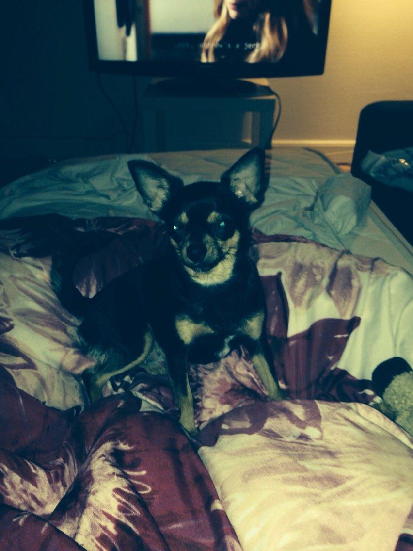 Chihuahua Nela (R.I.P) billede 25