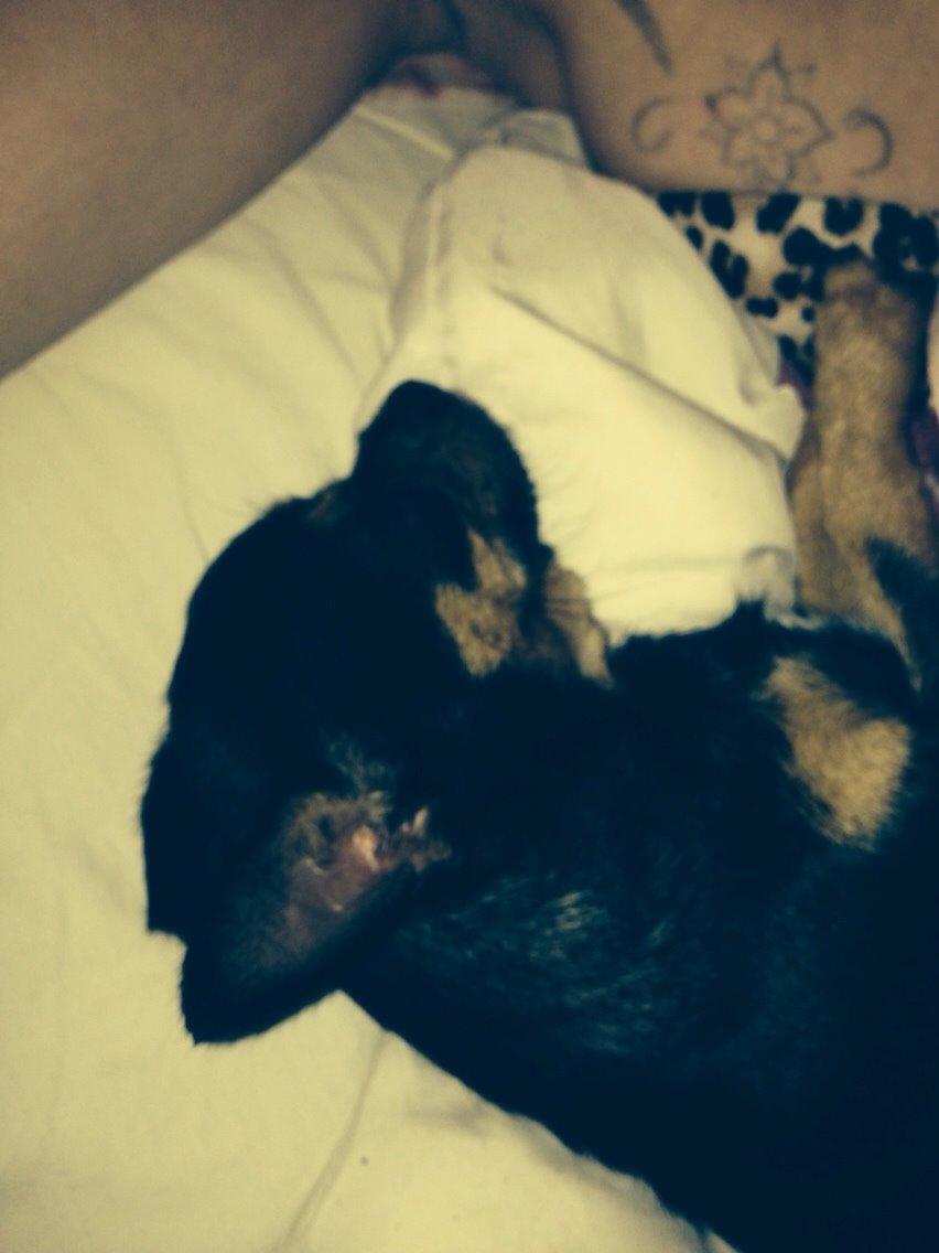 Chihuahua Nela (R.I.P) billede 27