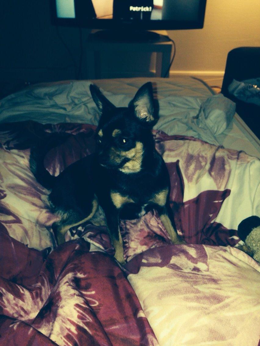 Chihuahua Nela (R.I.P) billede 26