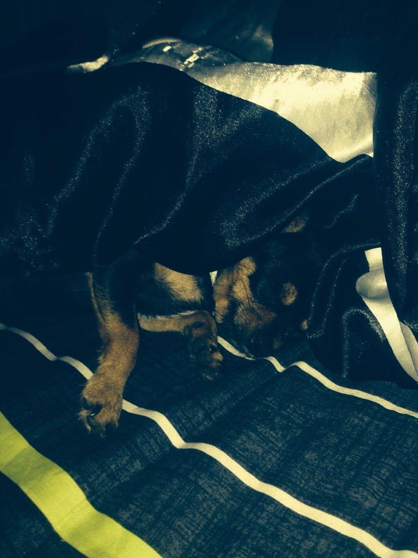 Chihuahua Nela (R.I.P) billede 28