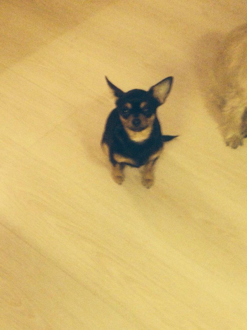 Chihuahua Nela (R.I.P) billede 29