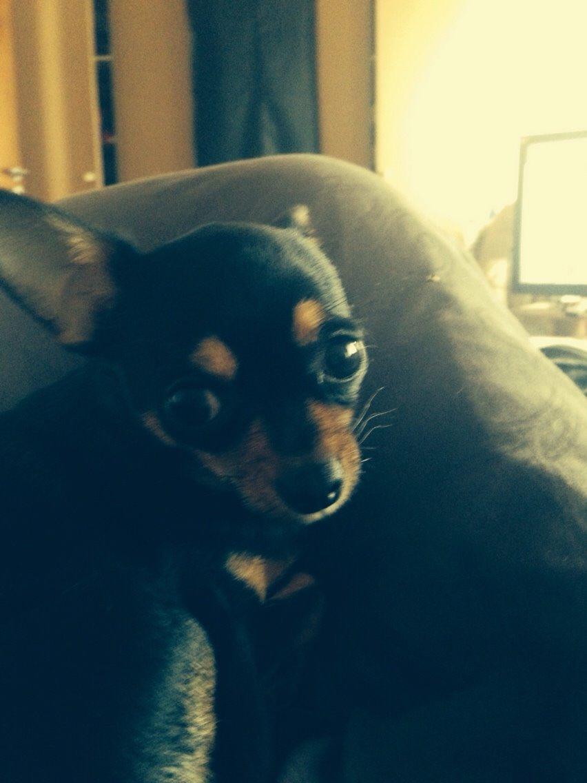 Chihuahua Nela (R.I.P) billede 30