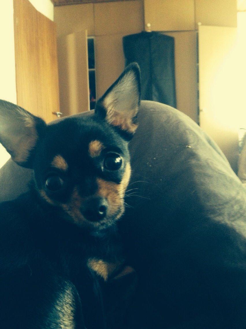 Chihuahua Nela (R.I.P) billede 31