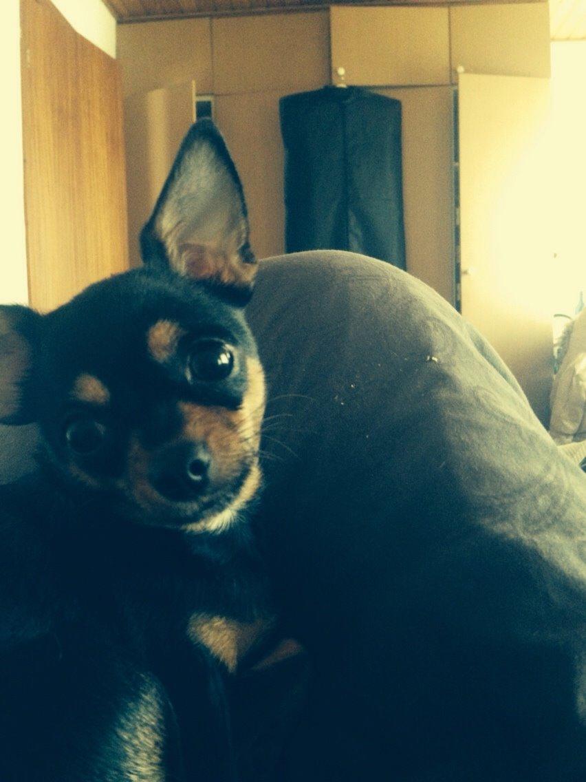 Chihuahua Nela (R.I.P) billede 32