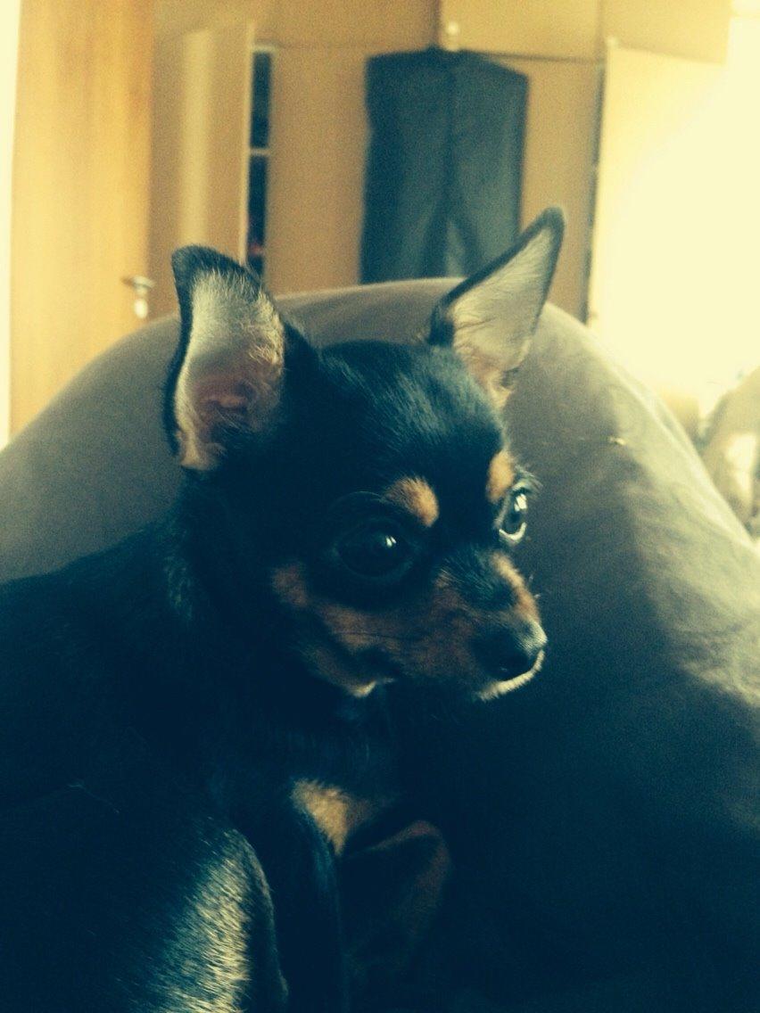 Chihuahua Nela (R.I.P) billede 33