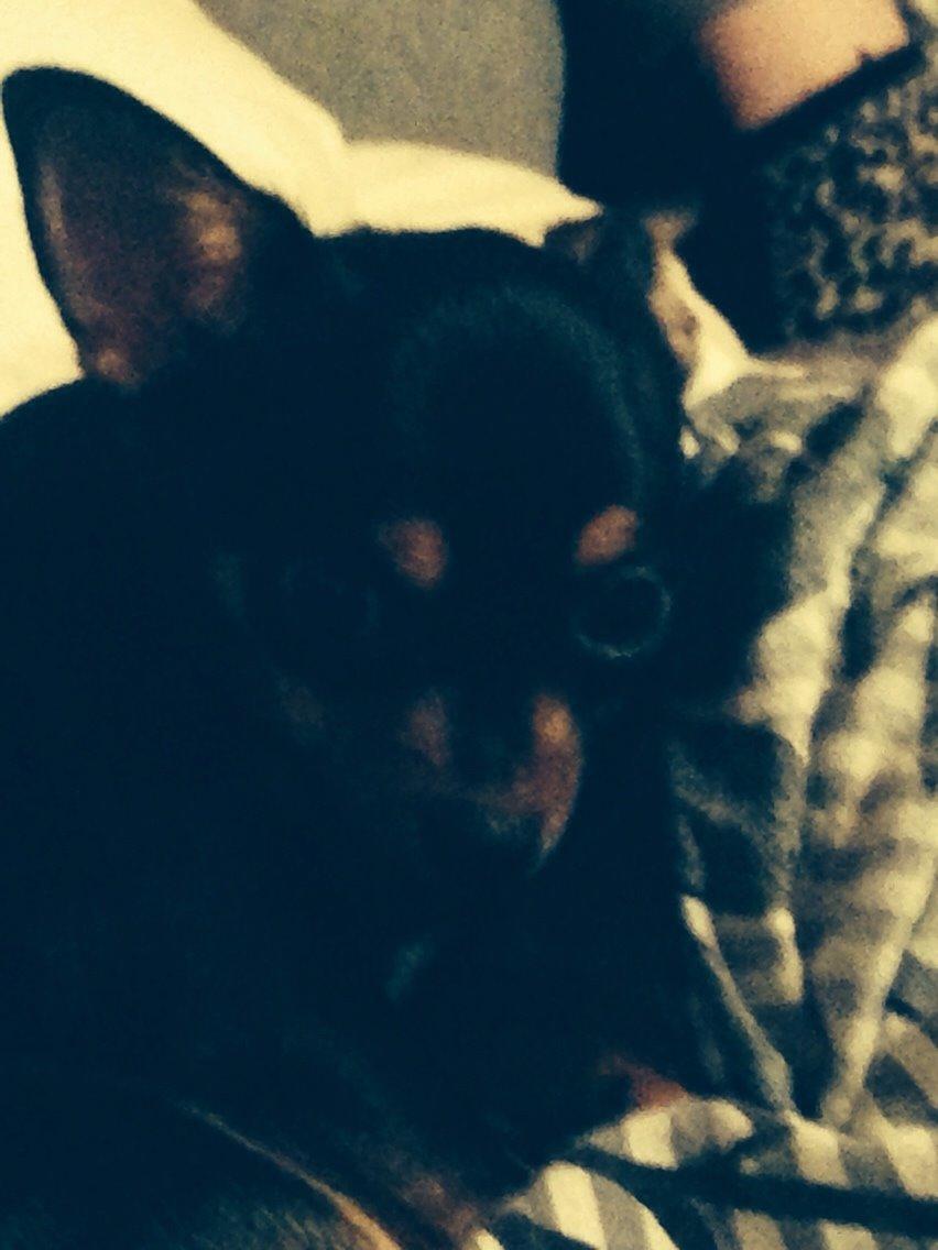 Chihuahua Nela (R.I.P) billede 35