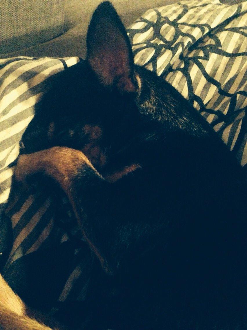 Chihuahua Nela (R.I.P) billede 34