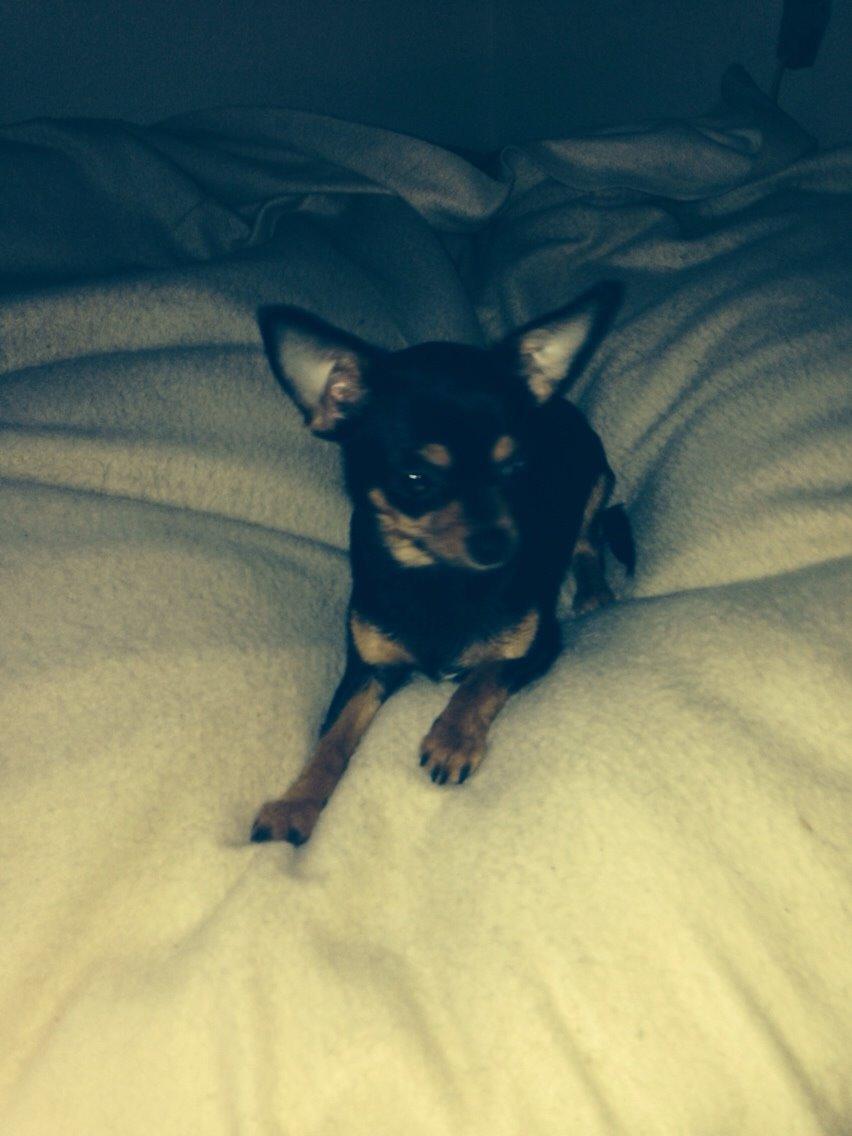 Chihuahua Nela (R.I.P) billede 36