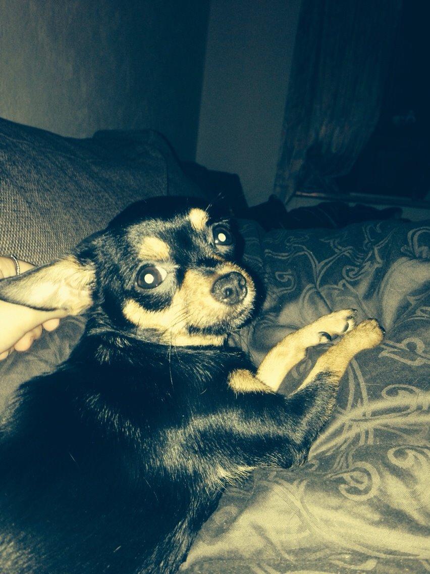 Chihuahua Nela (R.I.P) billede 37