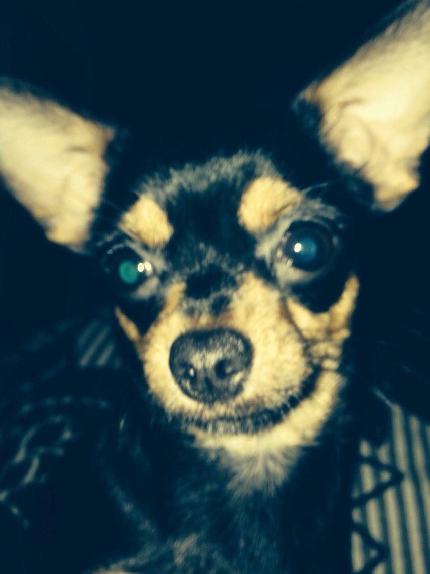 Chihuahua Nela (R.I.P) billede 38