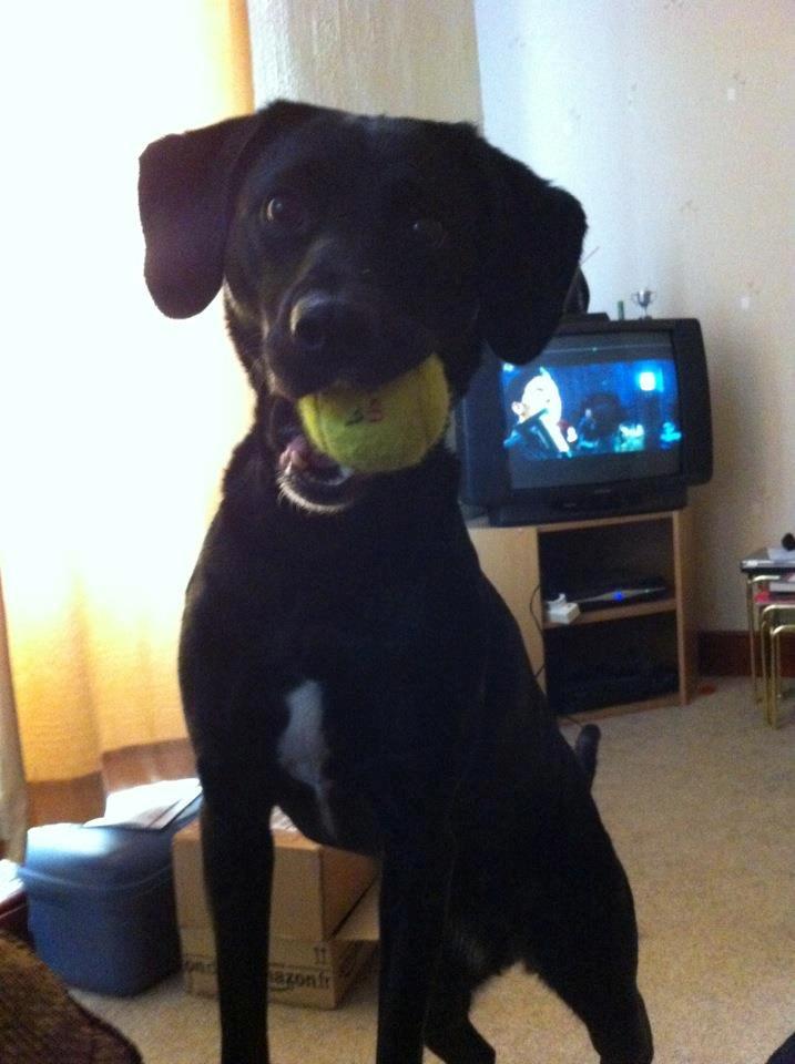 Blanding af racer Maya billede 1