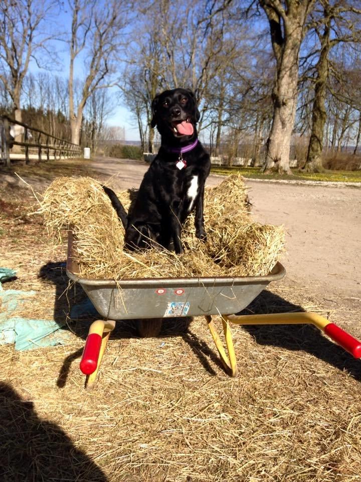 Blanding af racer Maya billede 4