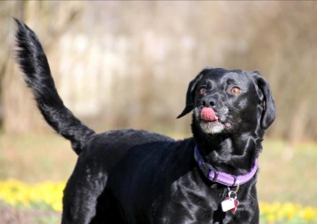 Blanding af racer Maya billede 5