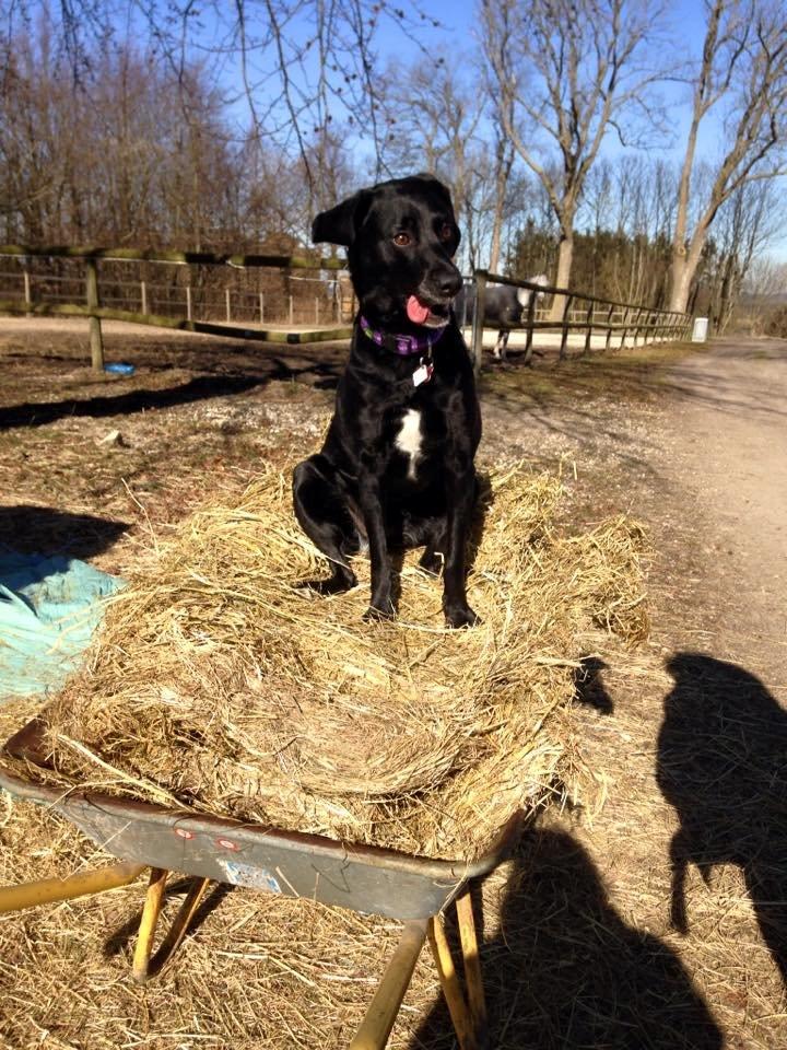 Blanding af racer Maya billede 3