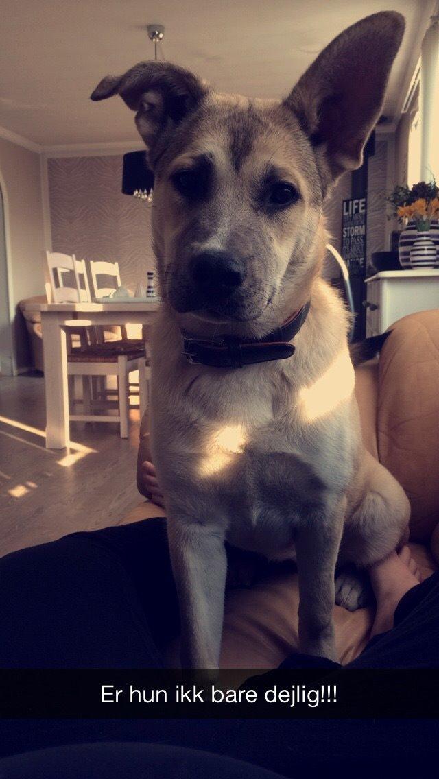 Blanding af racer Luna billede 14