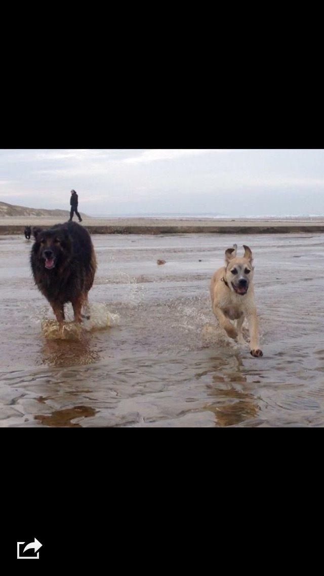 Blanding af racer Luna - på stranden 2015 billede 16