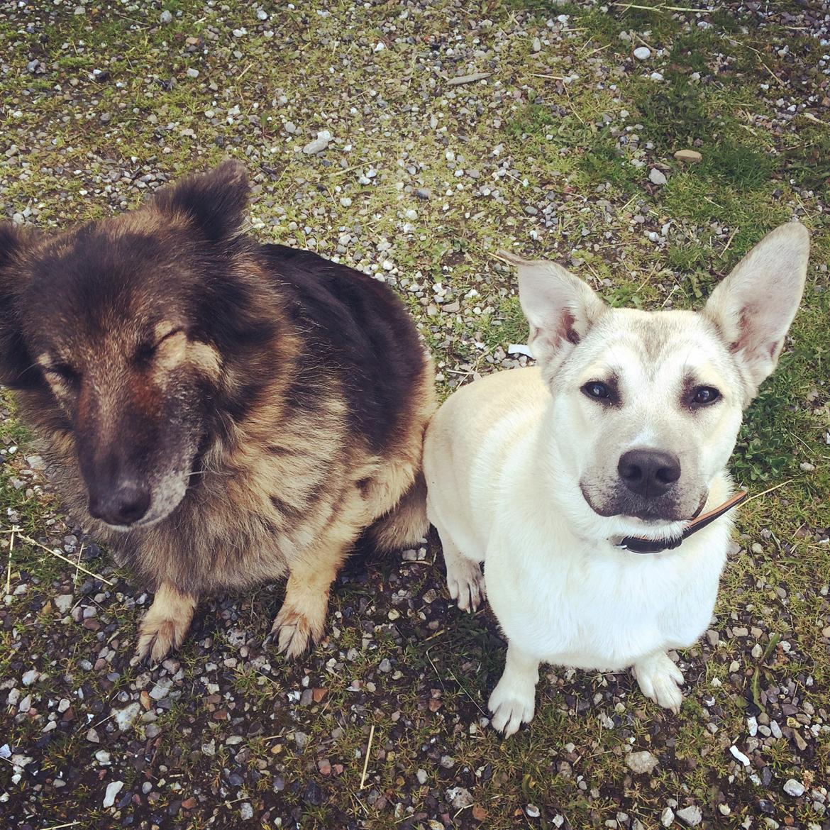 Blanding af racer Luna billede 15